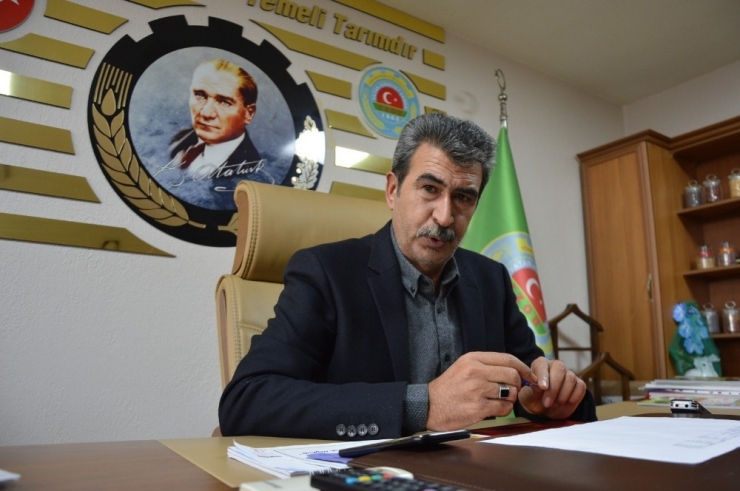 Şehzadeler Ziraat Odasından Üreticiye 35 Bin Zeytin Fidanı