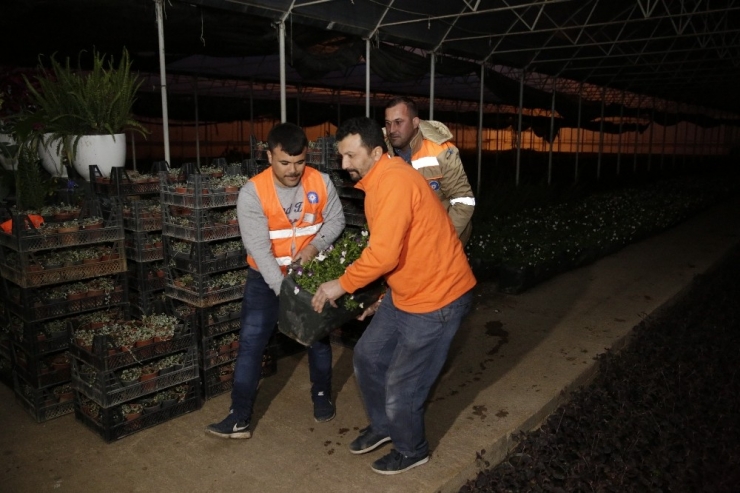 Büyükşehir Belediyesi Köprülü Kavşakları Çiçeklerle Süsledi