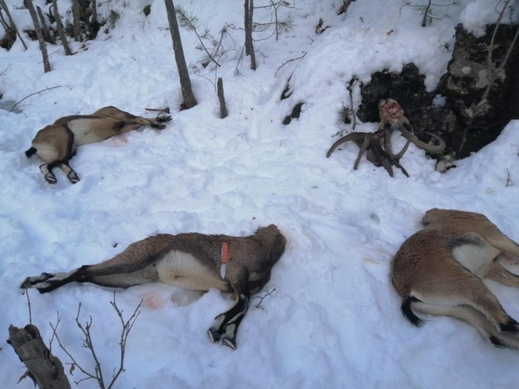 Kaçak Yaban Keçisi Avcılarına Rekor Ceza: 75 Bin 835 Tl