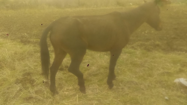 Ayağı Kırılan At Acılar İçinde Ölüme Terk Edildi