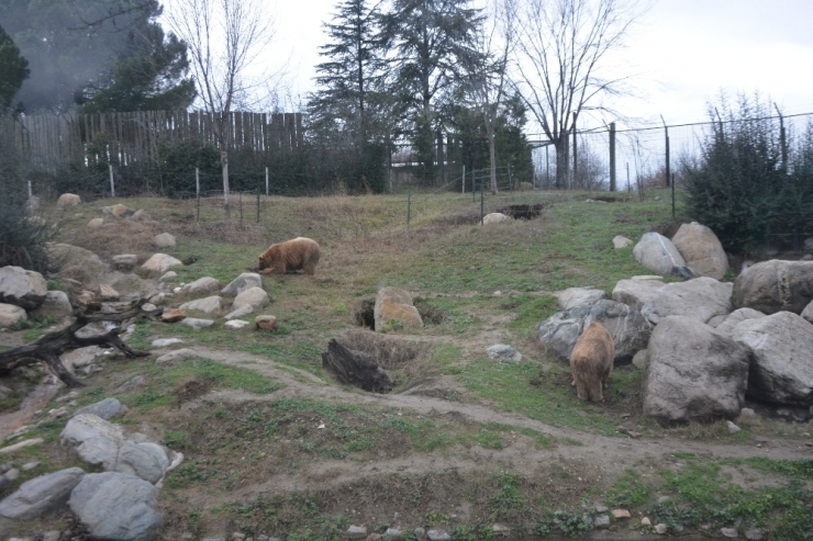 Kış Ayının Sıcak Geçmesi Boz Ayıların Uykusunu Kaçırdı