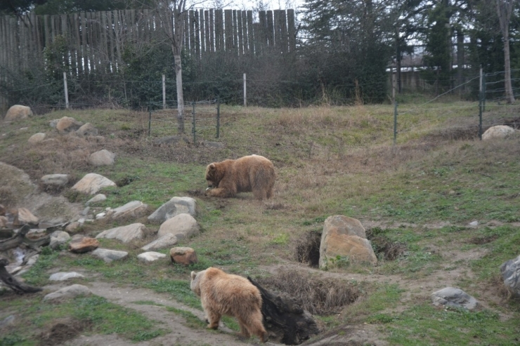 Kış Ayının Sıcak Geçmesi Boz Ayıların Uykusunu Kaçırdı