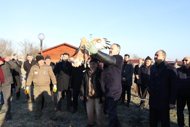 Yaralı Şahin Özgürlüğüne Uçtu