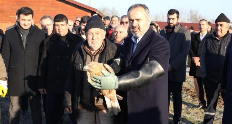 Yaralı Şahin Özgürlüğüne Uçtu