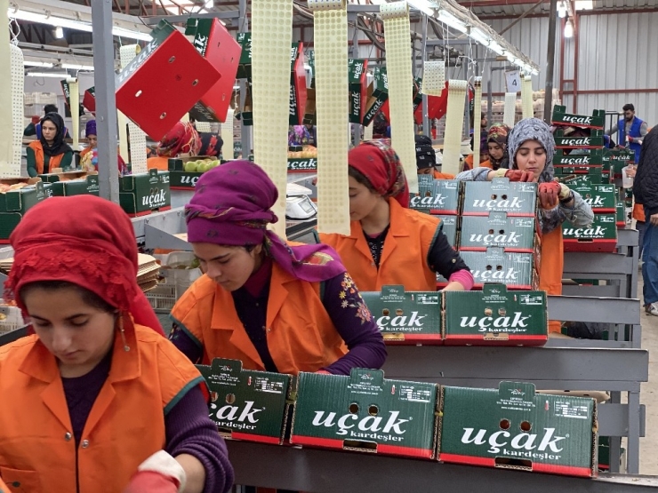 Domatesi Arılar Üretiyor, Hormon Söylentileri Tarihe Karışıyor