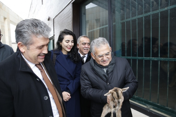 Yavru Aslanların İsmini Vatandaşlar Belirleyecek