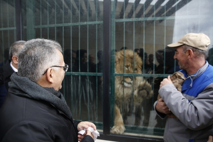 Yavru Aslanların İsmini Vatandaşlar Belirleyecek