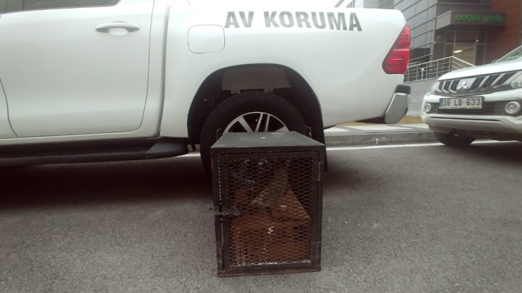 Yaralı Atmaca Tedavi Altına Alındı