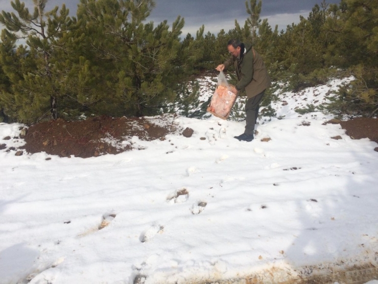 Yaban Hayvanlarına Yem Bırakıldı