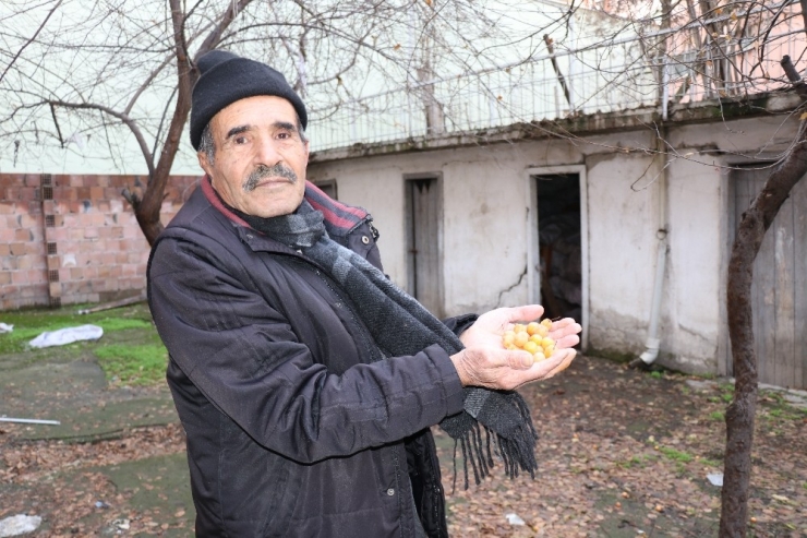 Malatya’da Erik Ağacı Kış Ortasında Meyve Verdi