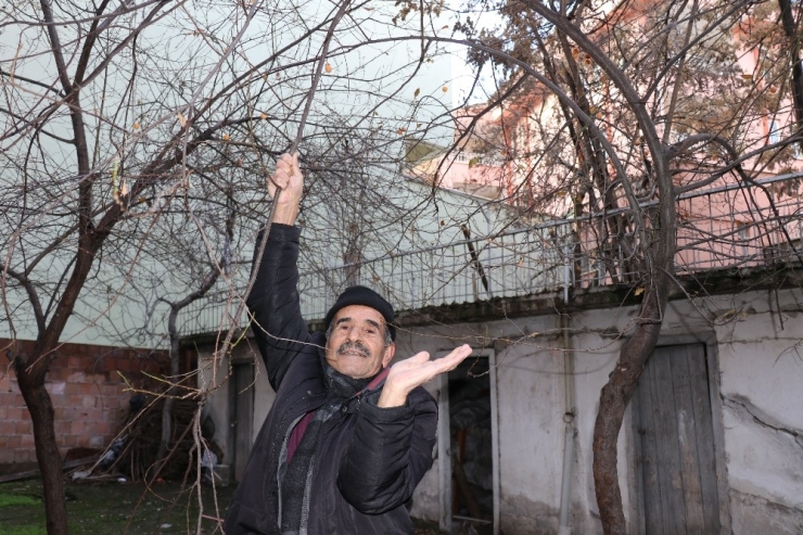 Malatya’da Erik Ağacı Kış Ortasında Meyve Verdi