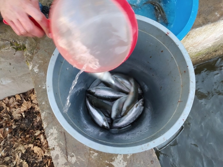 Siirt’te Üretilen Alabalıklar Türkiye’nin Dört Bir Yanına Gönderiliyor