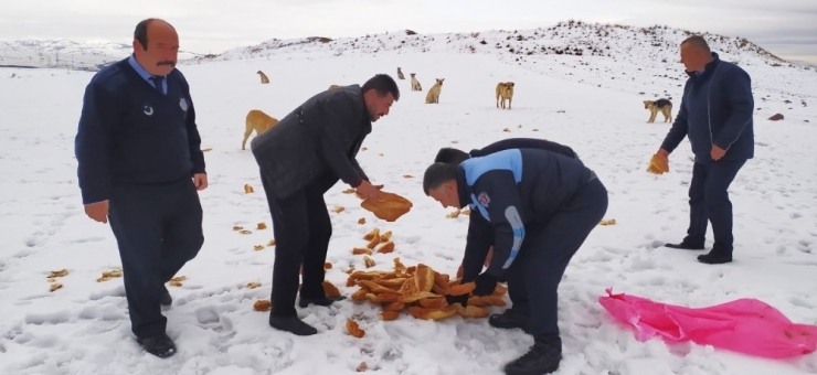 Sincan Belediyesi Soğuk Havada Sokak Hayvanlarını Unutmadı