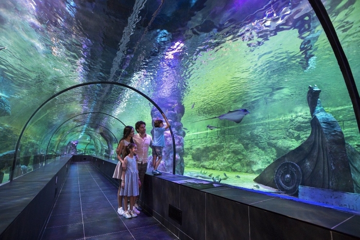 Çocuklara Aslanlı Ve Akvaryumlu Yarıyıl Hediyesi