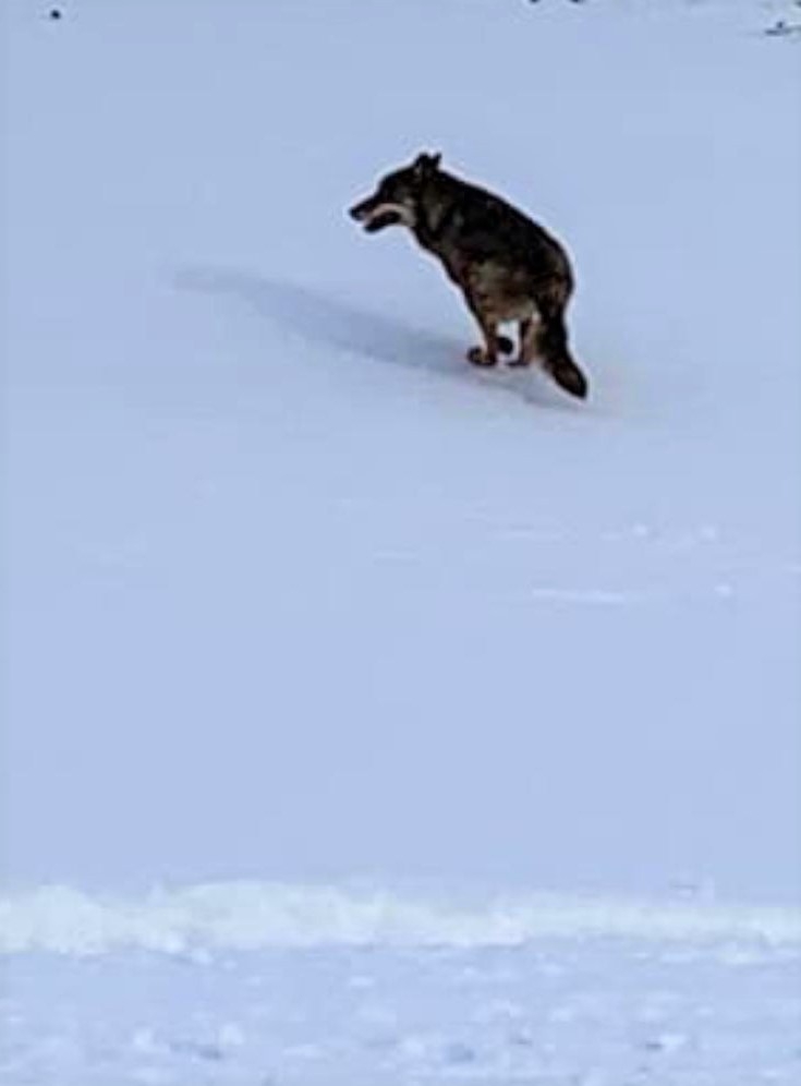 Aç Kalan Kurt Mahalleye İndi