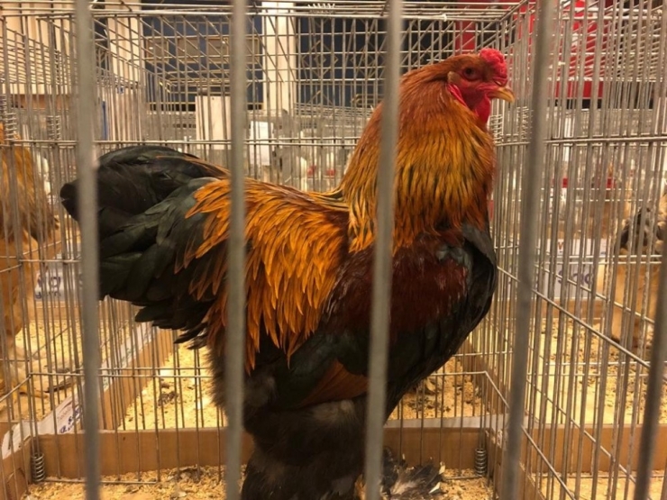 Güzellik Yarışmasına Katılan Tavuklara Yoğun İlgi