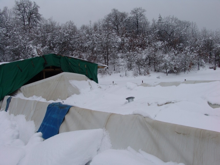 Aşırı Kar Yağışı Sonucu Ahır Çöktü, Şans Eseri Hayvanlar Zarar Görmedi