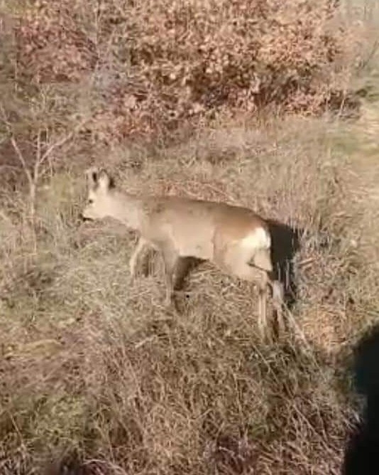 Askeri Birliğe Sığınmıştı, Doğaya Bırakıldı