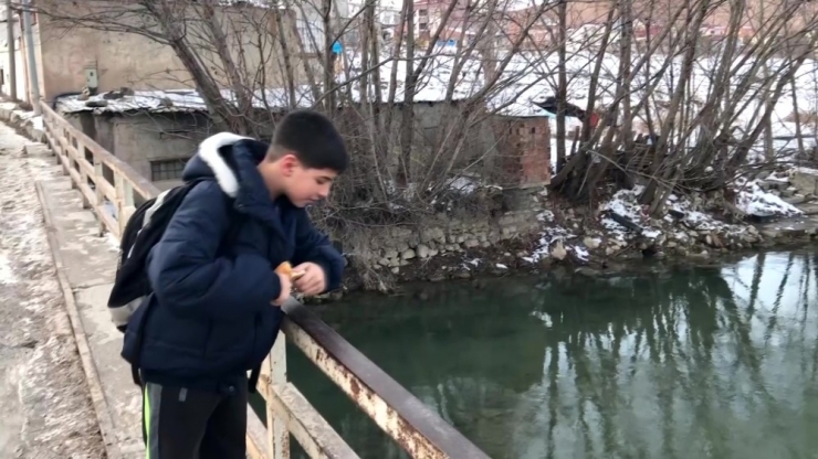 Misafir Ördekleri Vatandaşlar Besliyor