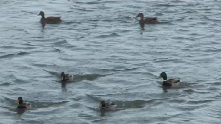Misafir Ördekleri Vatandaşlar Besliyor
