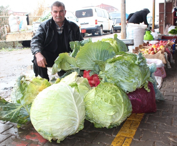 Dev Lahana Görenleri Şaşırttı