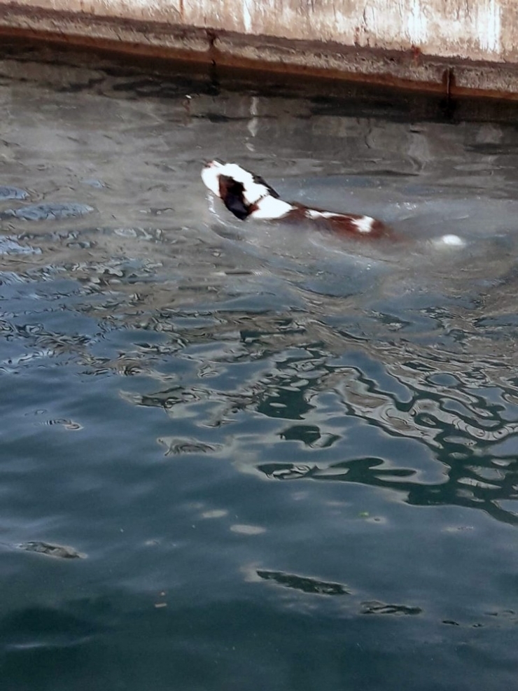 Dere’ye Düşen Köpeğin İmdadına İtfaiye Yetişti