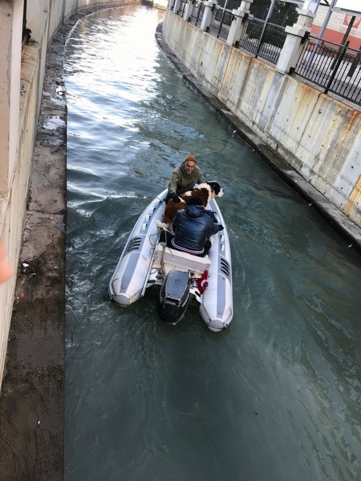 Dere’ye Düşen Köpeğin İmdadına İtfaiye Yetişti