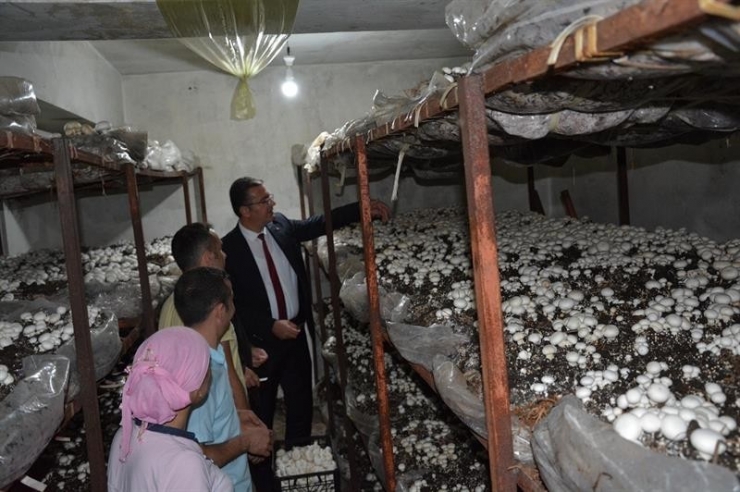 Ordu’da Çilek Ve Mantar Üretimi Arttı