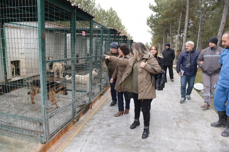 Sungurlu Belediye’si Hayvan Bakımevi Kuracak
