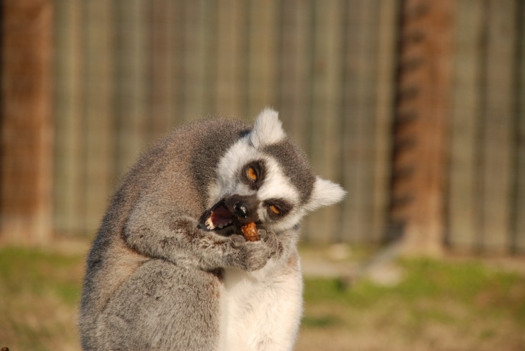 Doğal Yaşam Parkı Hayvanlarına Doğal Gazlı Isıtma