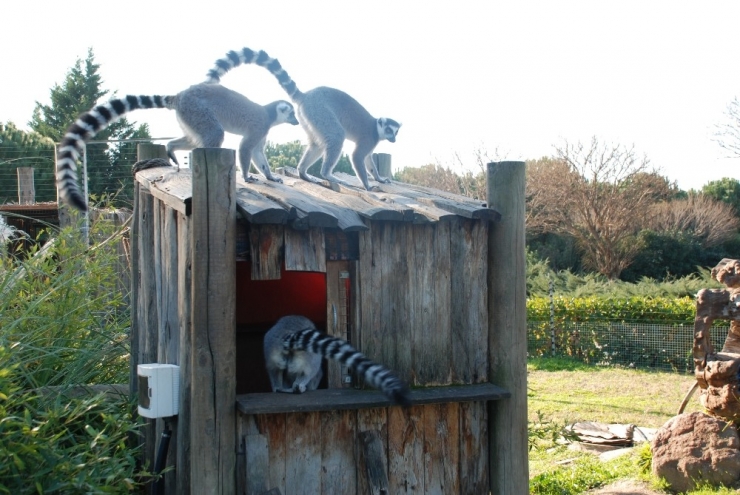 Doğal Yaşam Parkı Hayvanlarına Doğal Gazlı Isıtma