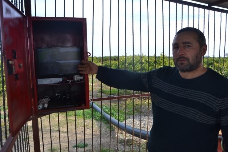 Narenciye Hırsızlarına Karşı Bahçe Sahibinden Güvenlik Kameralı Önlem