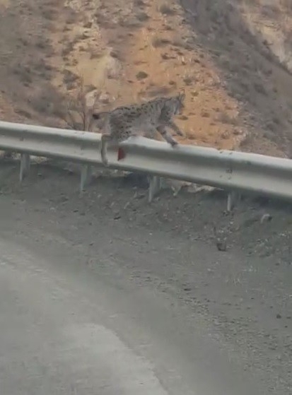Karayoluna İnen Vaşağın Umursamaz Hali Böyle Görüntülendi