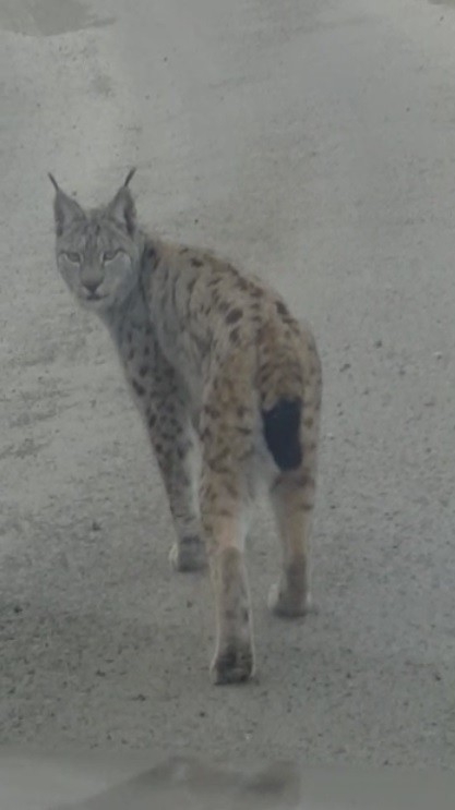Karayoluna İnen Vaşağın Umursamaz Hali Böyle Görüntülendi