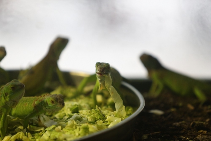Bursa’da İguanaların Beslenme Saati
