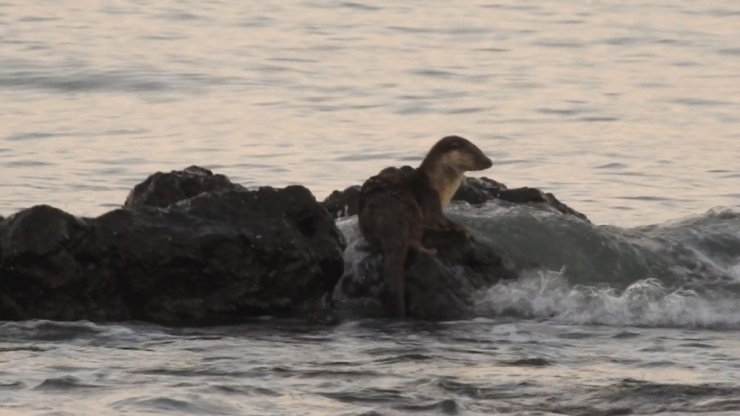 Marmara Denizi’nde Su Samuru Heyecanı