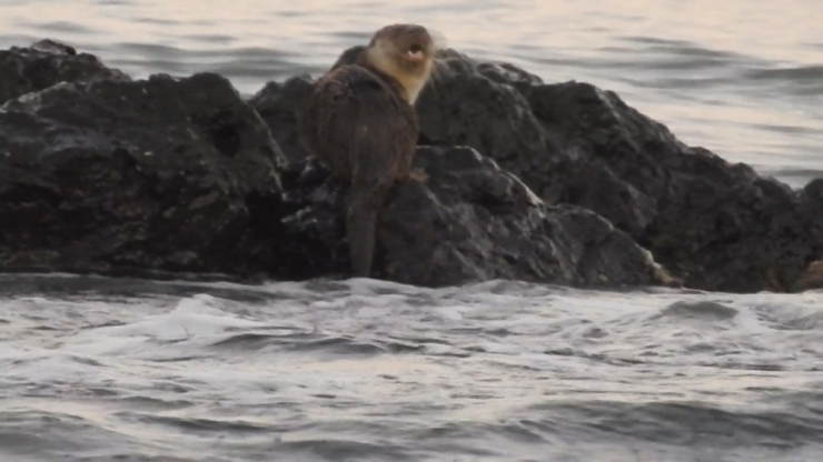Marmara Denizi’nde Su Samuru Heyecanı