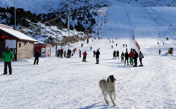 Havadaki Droneyi Yakalamaya Çalışan Köpek İlginç Görüntü Oluşturdu
