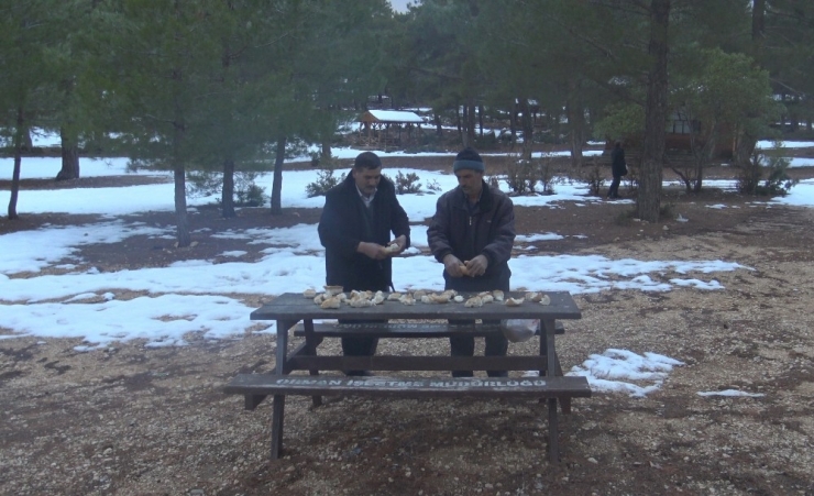 Muhtarlar, Yaban Hayvanları İçin Ormana Yiyecek Bıraktı