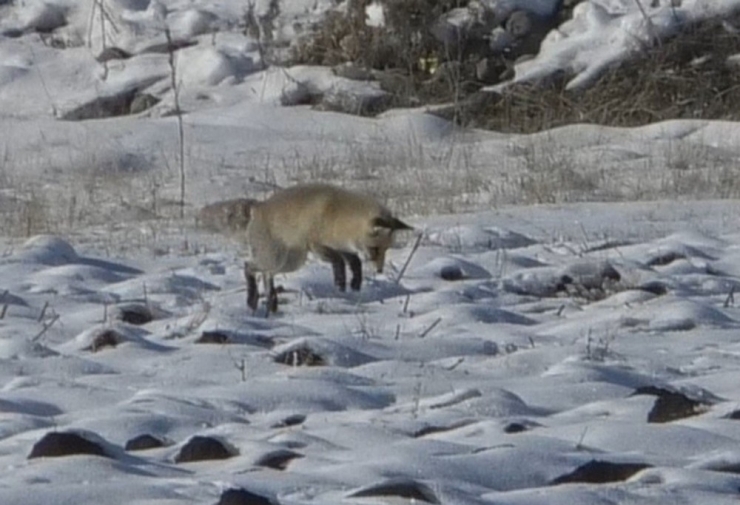 Kars’ta Tilkilerin Av Mesaisi Başladı