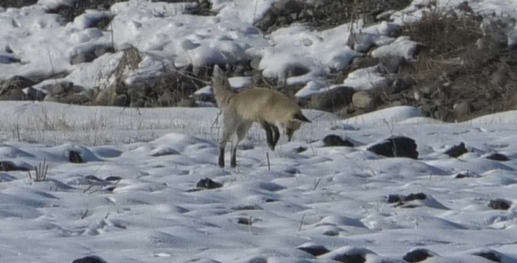 Kars’ta Tilkilerin Av Mesaisi Başladı