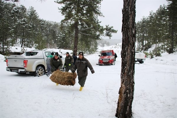 Orman Bölge Müdürlüğü’nden Yaban Hayvanlarını Yemleme Çalışması