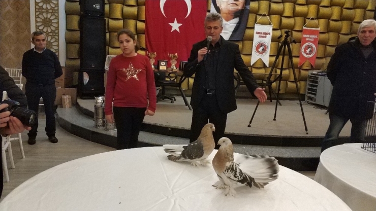 Samsun’da Güvercin Güzellik Yarışması Düzenlendi
