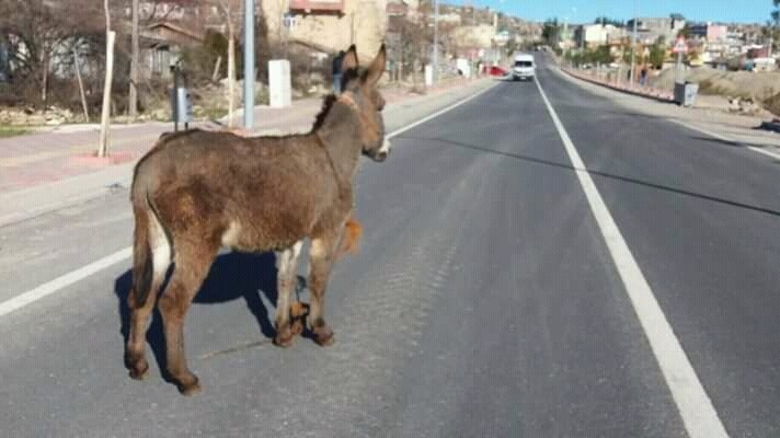 Yolda Başıboş Gezen Eşek Sürücülere Zor Anlar Yaşattı