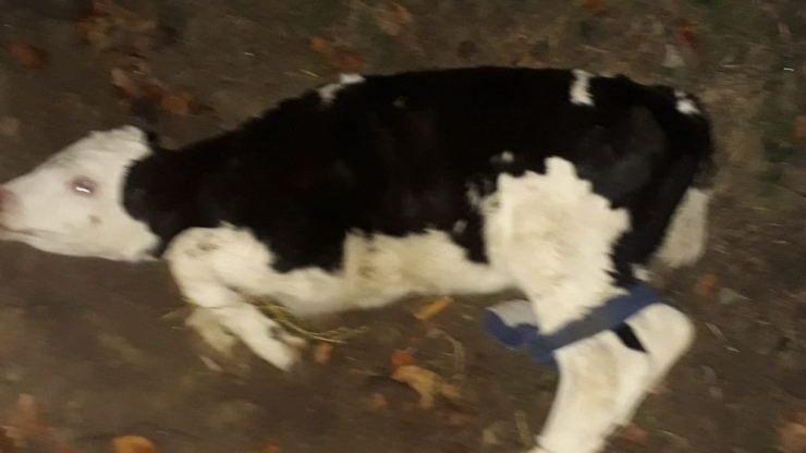 Buzağı Hırsızları Bekçilere Yakalandı