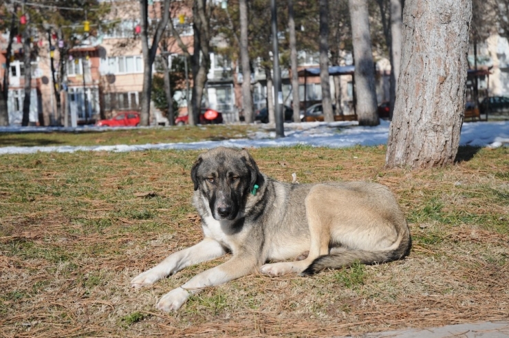 Sokak Hayvanları Da Güneşli Havanın Tadını Çıkardı