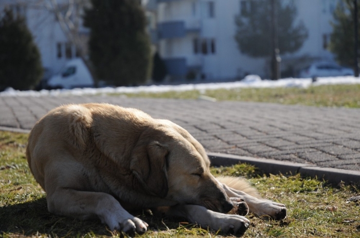 Sokak Hayvanları Da Güneşli Havanın Tadını Çıkardı