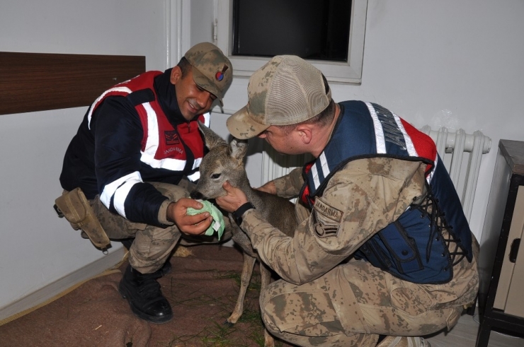 Yaralı Karacanın İmdadına Jandarma Yetişti