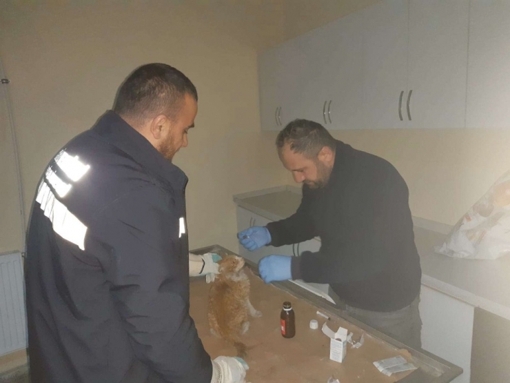 Hakkari’de Donmak Üzere Olan Kediler Kurtarıldı