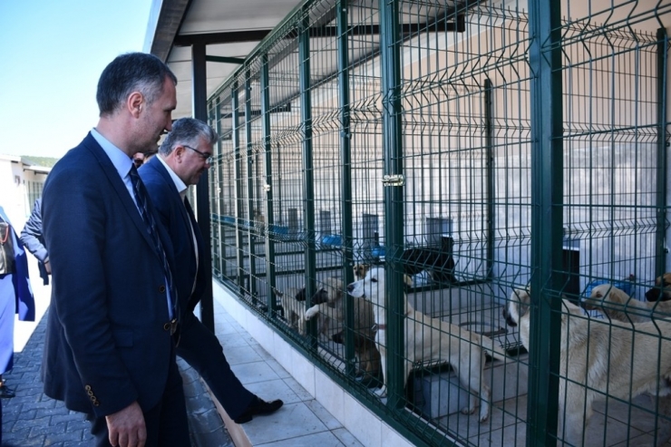 İnegöl Belediyesi 2790 Can Dostunu Sağlığına Kavuşturdu